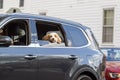 A spaniel puppy with fluffy light brown and white furs and large flappy ears is travelling at backseat of a car