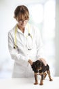 Spaniel puppy in front of a veterinarian doctor Royalty Free Stock Photo