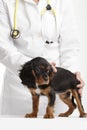 Spaniel puppy in front of a veterinarian doctor Royalty Free Stock Photo