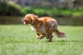 Spaniel puppy running at full speed