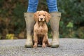 Spaniel puppy sitting between owners legs