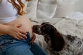 Spaniel puppy sniffing and licking pregnant woman& x27;s belly
