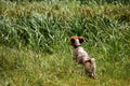 Spaniel running and hunting