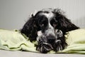 Spaniel sad looking at the camera Royalty Free Stock Photo