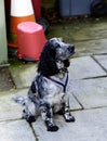 Spaniel sitting up for food Royalty Free Stock Photo