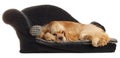 Spaniel sleeping on dog bed Royalty Free Stock Photo