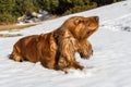 Spaniel snow and gramassa Royalty Free Stock Photo