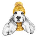 Spaniel with yellow knitted hat and scarf. Hand drawn illustration of dressed dog