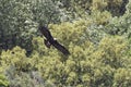 Aquila adalberti, Spanish Imperial Eagle Royalty Free Stock Photo