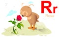 Spanish alphabet abc letter r rose translation rosa. Owl inhale scent of flower