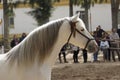 Beautiful hispano arabian stallion in Jerez