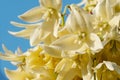 Spanish Bayonet Yucca sky, Closeup white yucca filamentosa bush flowers, Blossom white flowers needle-palm