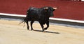 A black bull with big horns running in bullring