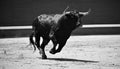 A black bull with big horns running in bullring