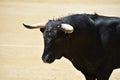 A black bull with big horns running in bullring