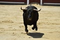 A black bull with big horns running in bullring Royalty Free Stock Photo