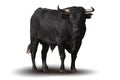 Spanish black bull Royalty Free Stock Photo