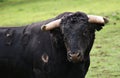 Spanish black bull stallion in the meadow Royalty Free Stock Photo