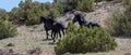 Spanish black wild horses running free in the Pryor mountains of the western USA Royalty Free Stock Photo