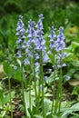 Spanish bluebell