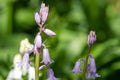 Spanish bluebell hyacinthoides hispanica flowers Royalty Free Stock Photo