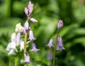 Spanish bluebell hyacinthoides hispanica flowers Royalty Free Stock Photo