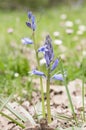 Spanish bluebell, Hyacinthoides hispanica Royalty Free Stock Photo