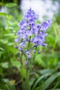 Spanish bluebell or Hyacinthoides hispanica in a garden