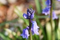 Spanish bluebell Hyacinthoides hispanica Royalty Free Stock Photo