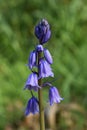 Spanish bluebell Hyacinthoides hispanica Royalty Free Stock Photo