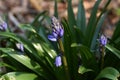 Spanish bluebell Hyacinthoides hispanica Royalty Free Stock Photo