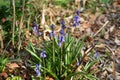 Spanish bluebell Hyacinthoides hispanica Royalty Free Stock Photo