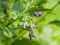 Spanish Bluebell wildflowers with foliage and insects