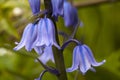 Spanish BlueBells