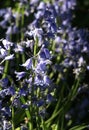 Spanish bluebells endymion hispanicus in sunlight Royalty Free Stock Photo