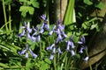 Spanish bluebells endymion hispanicus in sunlight Royalty Free Stock Photo