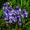 Spanish Bluebells - Hyacinthoides-hispanica