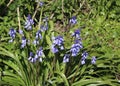 Spanish bluebells, hyacinthoides hispanica
