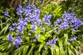 A group of Spanish Bluebells in a woodland garden