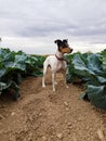 Spanish bodeguero breed dog in a broccoli field Royalty Free Stock Photo
