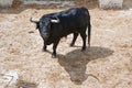 Spanish brave fight bull in the stable Royalty Free Stock Photo