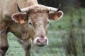 Spanish brown alpine cow