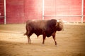 Spanish brown bull, Madrid, Spain.