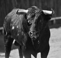 Bull Royalty Free Stock Photo