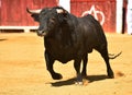 Bull Royalty Free Stock Photo
