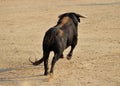 Spanish bull with big horns