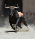 Spanish bull