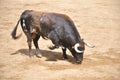 Spanish bull on a bullring Royalty Free Stock Photo