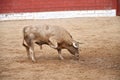 Spanish bull on a bullring Royalty Free Stock Photo