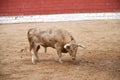 Spanish bull on a bullring Royalty Free Stock Photo